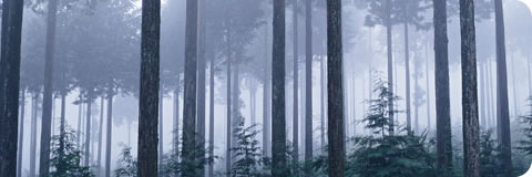 日本最大級、大美輪の大杉。銘木「金山杉」について
